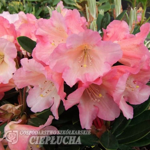 Malaga- Рододендрон Якушиманский - Malaga- Rhododendron yakushimanum