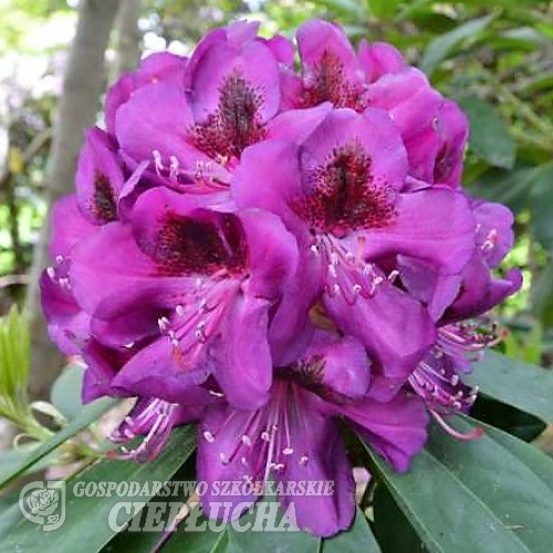 Burgundula - Рододендрон гибридный - Burgundula - Rhododendron hybridum