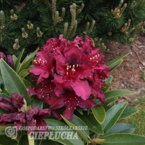 Kali - różanecznik wielkokwiatowy - Kali - Rhododendron hybridum