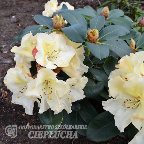 Horizon Monarch - różanecznik wielkokwiatowy - Horizon Monarch - Rhododendron hybridum
