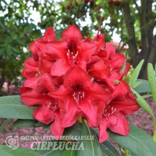 Independence Day- Рододендрон гибридный - Independence Day - Rhododendron hybridum