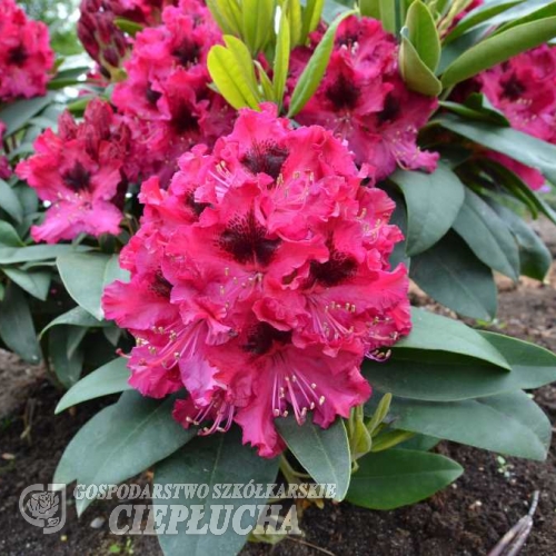 Marie Forte- Рододендрон гибридный - Marie Forte - Rhododendron hybridum