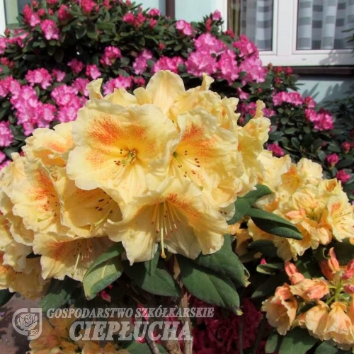 Paprica Spiced - Рододендрон гибридный - Paprica Spiced - Rhododendron hybridum