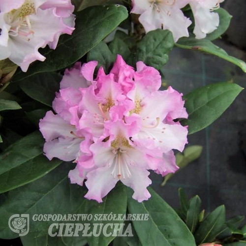 Pohjola's Daughter - Rhododendron hybrid - Pohjola's Daughter - Rhododendron hybridum