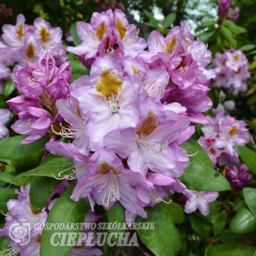 Ricarda- Рододендрон гибридный - Ricarda - Rhododendron hybridum