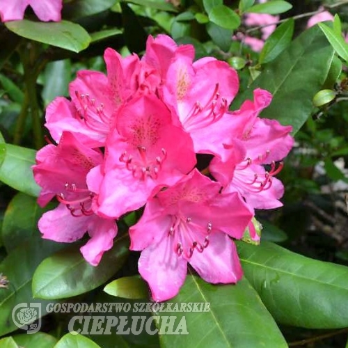 Rossellini- Рододендрон гибридный - Rossellini - Rhododendron hybridum