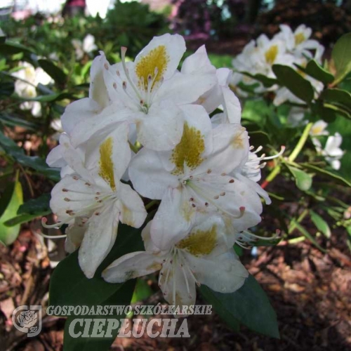Madame Masson - Рододендрон гибридный - Madame Masson - Rhododendron hybridum