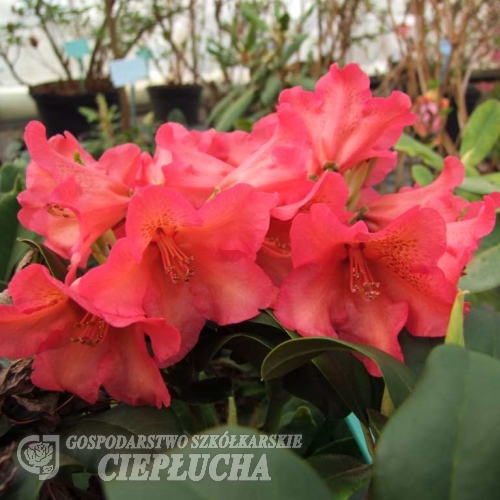 Maskarill- dichroanthum   - Рододендрон гибридный - Maskarill- dichroanthum   - Rhododendron hybridum