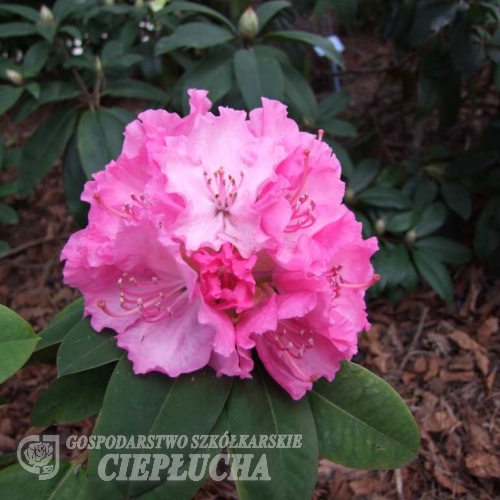 Rosa Millennium - Рододендрон гибридный - Rosa Millennium  - Rhododendron hybridum