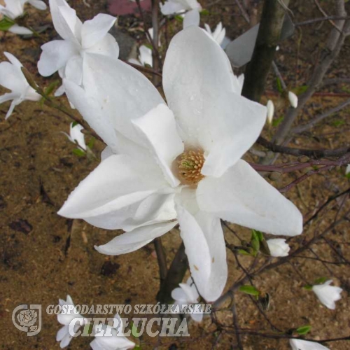 x loebneri 'Snowdrift' - Loebner's magnolia - Magnolia x loebneri 'Snowdrift'