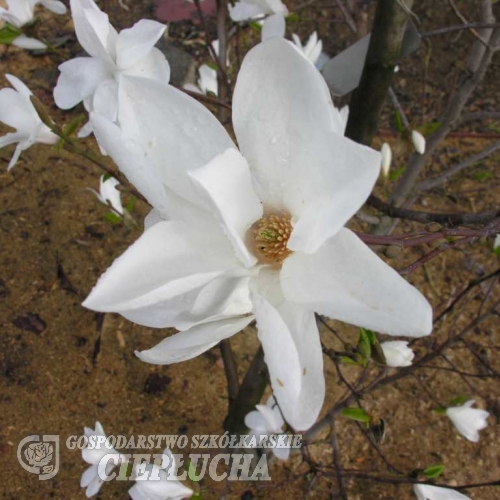 x loebneri 'Snowdrift' - Loebner Magnolie - Magnolia x loebneri 'Snowdrift'