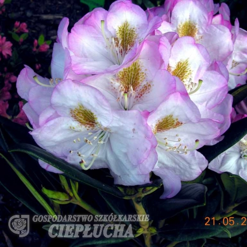Brigitte -  insigne-hybr. - Rhododendron Hybride - Brigitte -  insigne-hybr. - Rhododendron hybridum