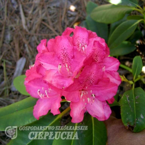 Burgemeester Aarts - Рододендрон гибридный - Burgemeester Aarts - Rhododendron hybridum