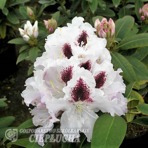 Calsap - różanecznik wielkokwiatowy - Calsap - Rhododendron hybridum