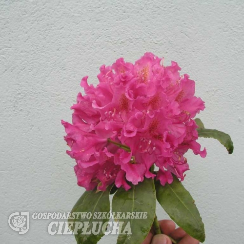 Caractacus catawbiense - Рододендрон гибридный - Caractacus catawbiense - Rhododendron hybridum