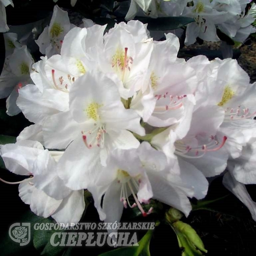 Catawbiense Album - Rhododendron hybrid - Catawbiense Album - Rhododendron hybridum