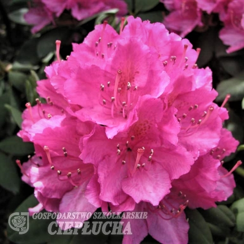 Catharine van Tol - różanecznik wielkokwiatowy - Catharine van Tol - Rhododendron hybridum