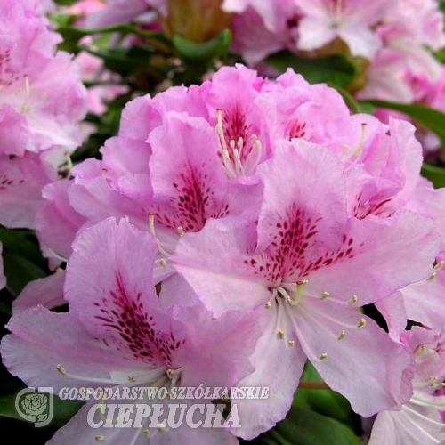 Cheer - różanecznik wielkokwiatowy - Cheer - Rhododendron hybridum
