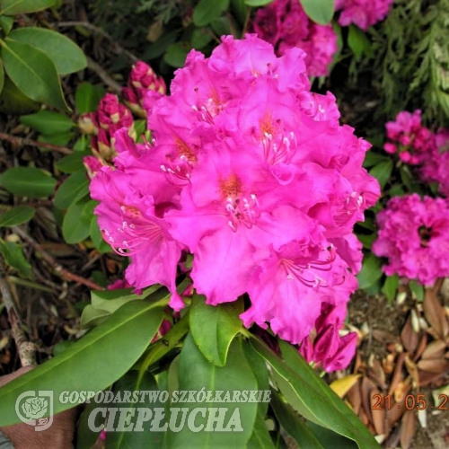 Claudine - Рододендрон гибридный - Claudine - Rhododendron hybridum