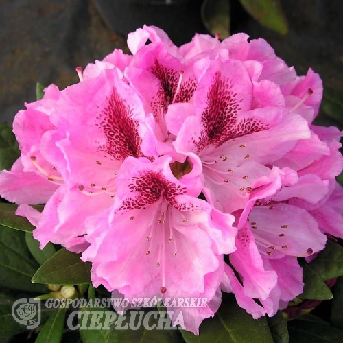 Cosmopolitan - różanecznik wielkokwiatowy - Cosmopolitan - Rhododendron hybridum
