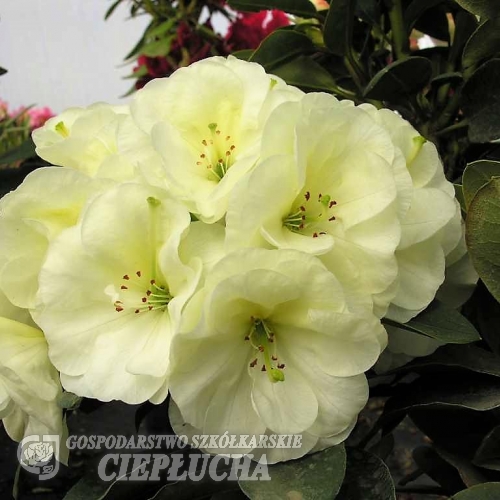 Creamy Chiffon - Рододендрон гибридный - Creamy Chiffon - Rhododendron hybridum