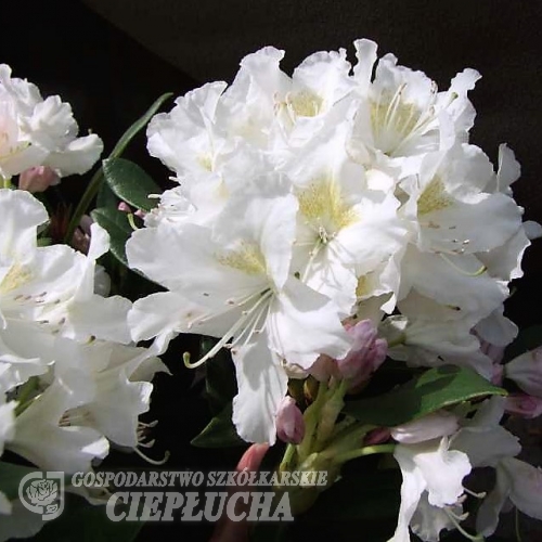 Cunningham's White - caucasicum-hybr. - różanecznik wielkokwiatowy - Cunningham's White - Rhododendron hybridum