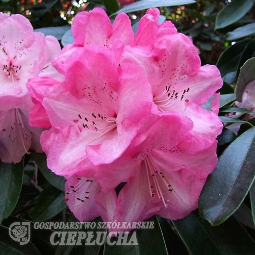Dame Nellie Melba   - Рододендрон гибридный - Dame Nellie Melba   - Rhododendron hybridum