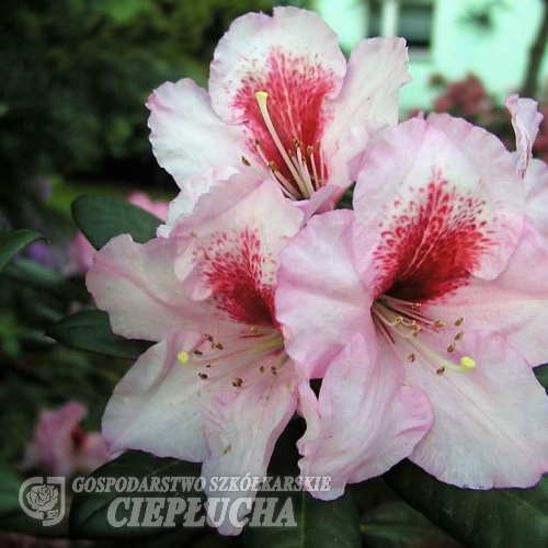 Diadem - fortunei-hybr. - Rhododendron Hybride - Diadem - Rhododendron hybridum