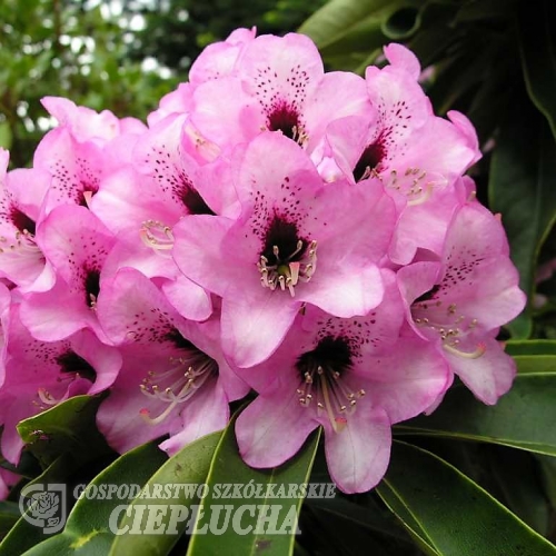 Dominik - Рододендрон гибридный - Dominik - Rhododendron hybridum