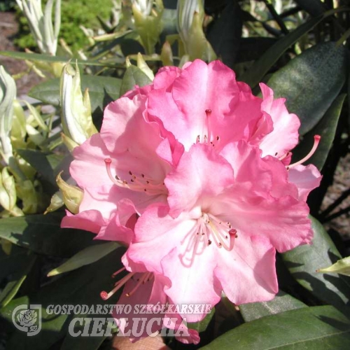 Don Giovanni - Рододендрон гибридный - Don Giovanni  - Rhododendron hybridum