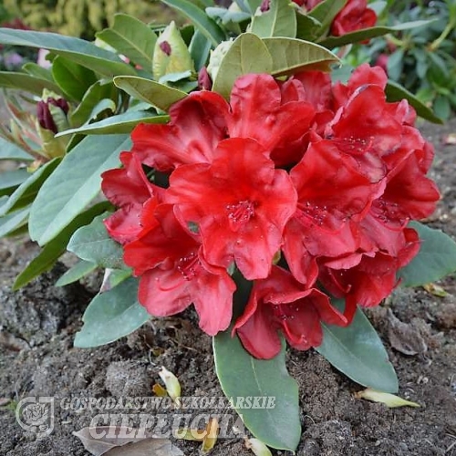 Dotella - Rhododendron Yakushimanum - Dotella - Rhododendron Yakushimanum
