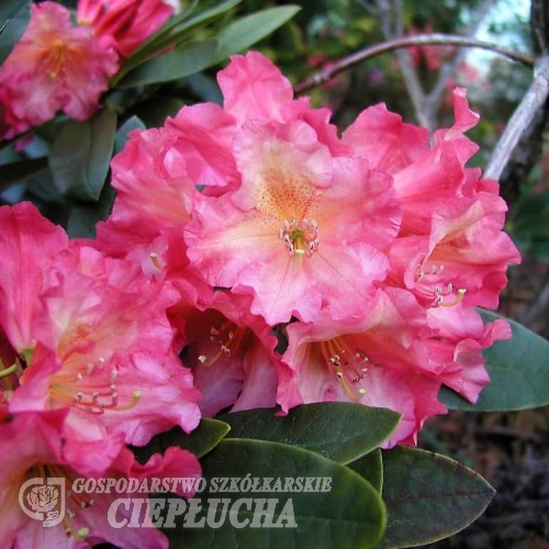 Dr. Ans Heyting - Рододендрон гибридный - Dr. Ans Heyting - Rhododendron hybridum