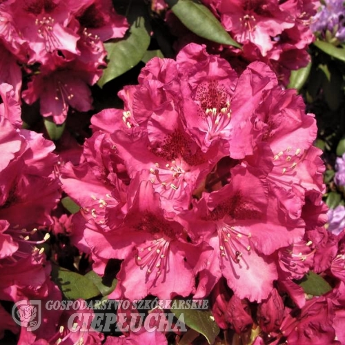 Dr.V.H. Rutgers - Рододендрон гибридный - Dr.V.H. Rutgers- Rhododendron hybridum