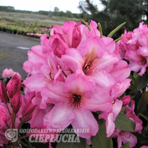 Duke of York - Рододендрон гибридный - Duke of York - Rhododendron hybridum