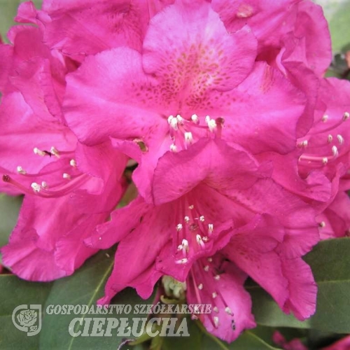 E.S. Rand - Рододендрон гибридный - E.S. Rand- Rhododendron hybridum