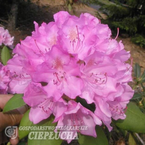 English Roseum - Рододендрон гибридный - English Roseum - Rhododendron hybridum
