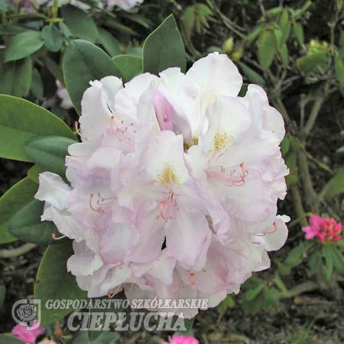 Effner - Рододендрон гибридный - Effner - Rhododendron hybridum