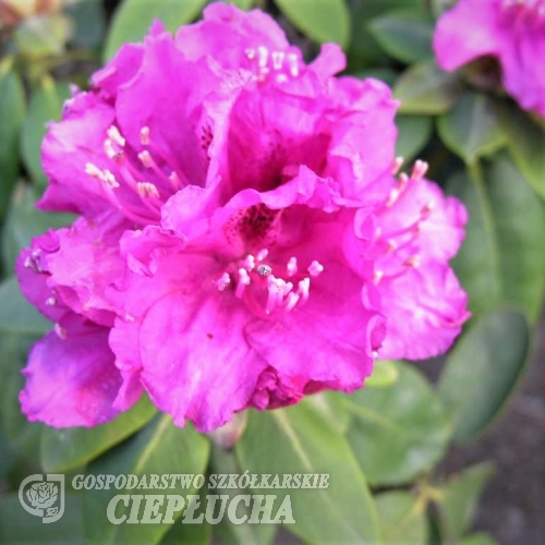 Erich - Рододендрон гибридный - Erich - Rhododendron hybridum
