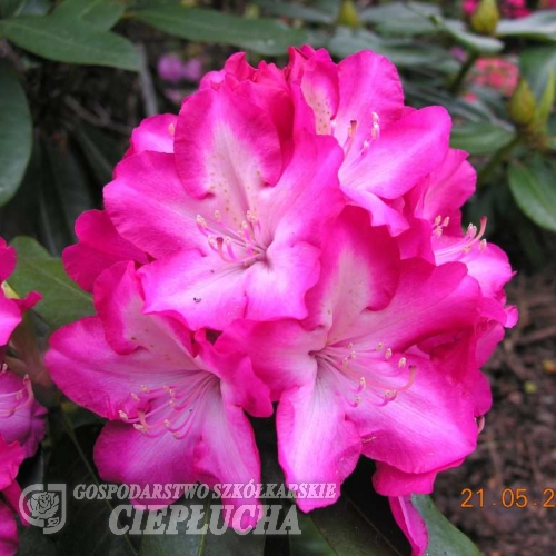 Eruption - Рододендрон гибридный - Eruption - Rhododendron hybridum
