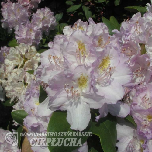 Everestianum - Рододендрон гибридный - Everestianum - Rhododendron hybridum