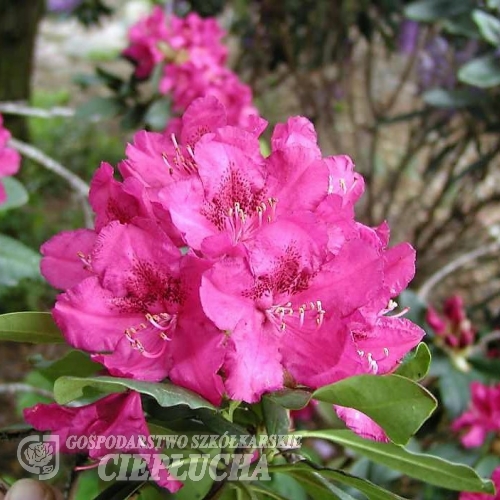 F.D Goodman - Рододендрон гибридный - F.D Goodman - Rhododendron hybridum