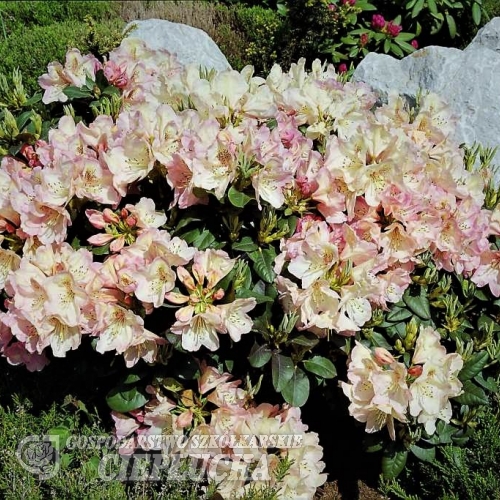 Felicitas- Рододендрон гибридный - Felicitas- Rhododendron hybridum