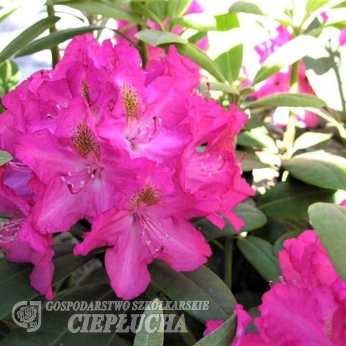 Fidelius - Рододендрон гибридный - Fidelius - Rhododendron hybridum