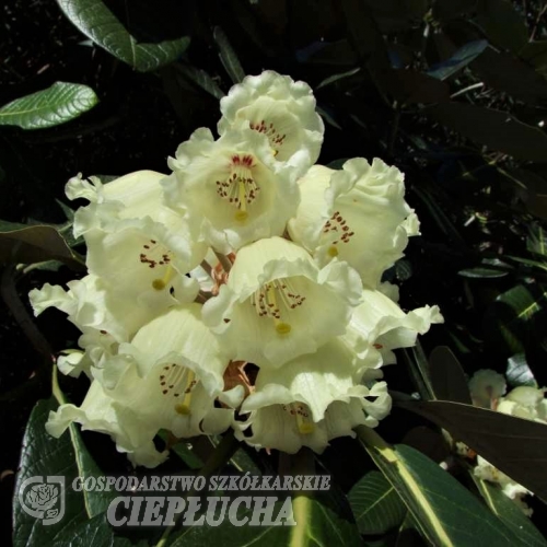 Florida Ogada   - Рододендрон гибридный - Florida Ogada   - Rhododendron hybridum