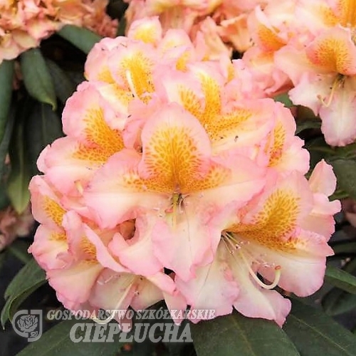 Fluidum - różanecznik wielkokwiatowy - Fluidum - Rhododendron hybridum