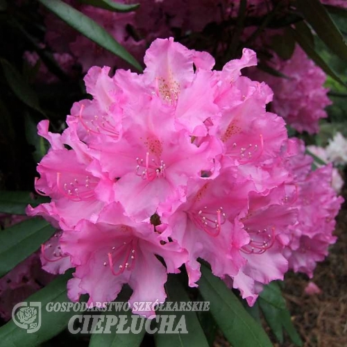 Gabriel- Рододендрон гибридный - Gabriel - Rhododendron hybridum