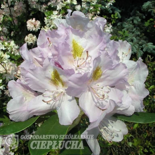 Genoveva - Рододендрон гибридный - Genoveva - Rhododendron hybridum