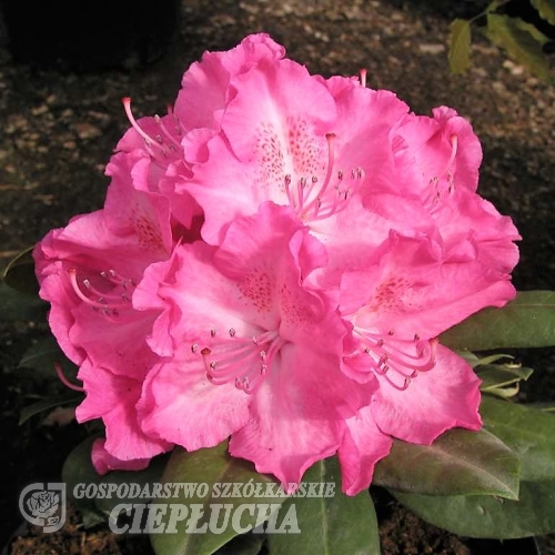 Germania - Rhododendron hybrid - Germania - Rhododendron hybridum