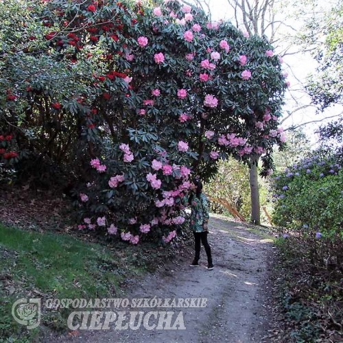 Gill's Crimson - Рододендрон гибридный - Gill's Crimson - Rhododendron hybridum
