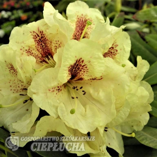 Goldbukett - wardii  hybr. - Рододендрон гибридный - Goldbukett - wardii  hybr. - Rhododendron hybridum